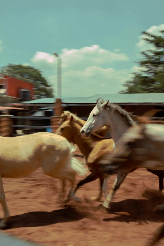 a couple of horses running through a dirt field