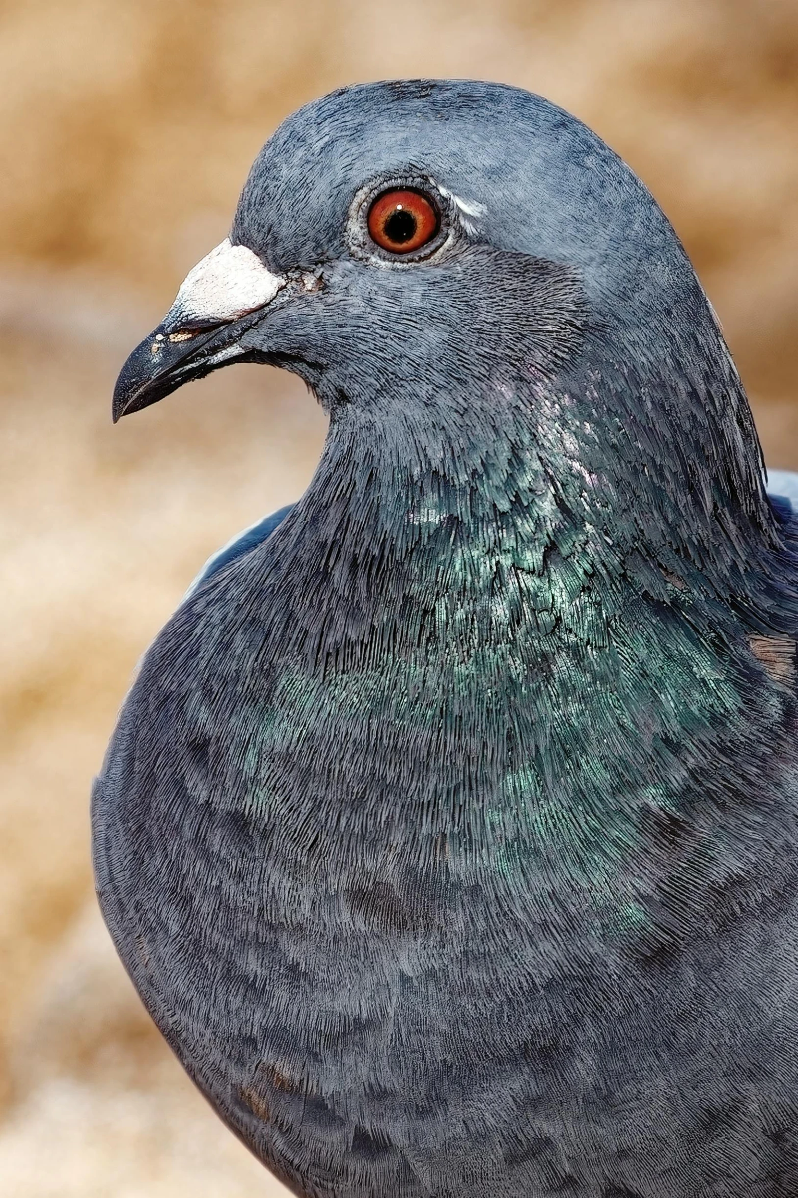 a close up s of a pigeon looking away