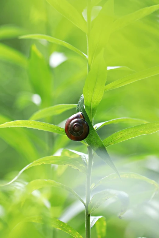 a small snail is sitting on a green leaf