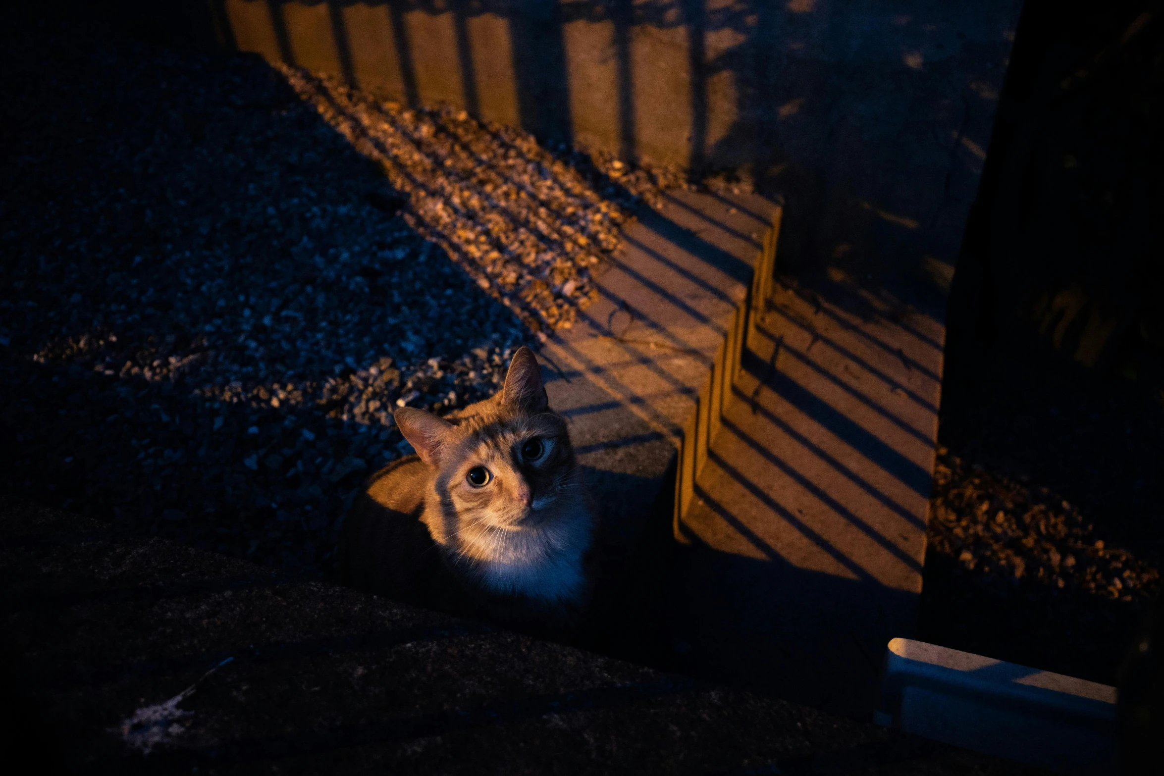 a cat laying on the ground in the dark