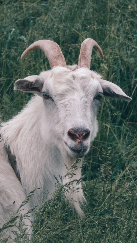 a close - up of a goat laying in tall grass