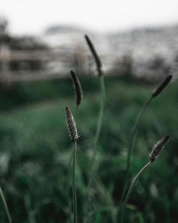 a close up of a field with some grass