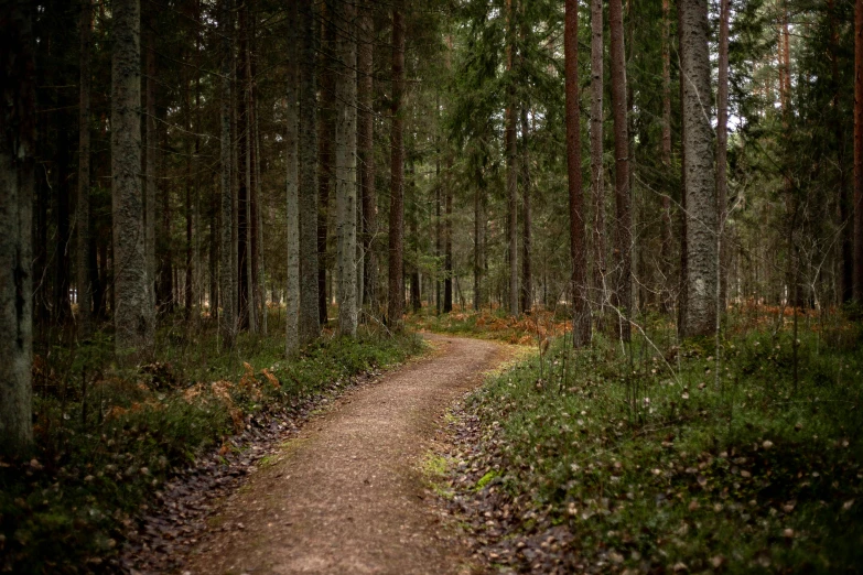 dirt trail in an dense green forest with trees lining the sides