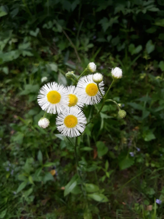 there are three small white flowers in the field