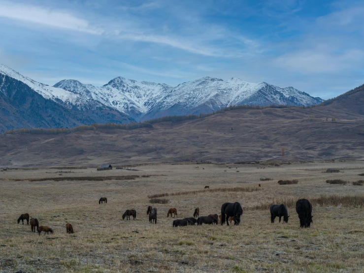 horses graze with mountains in the background