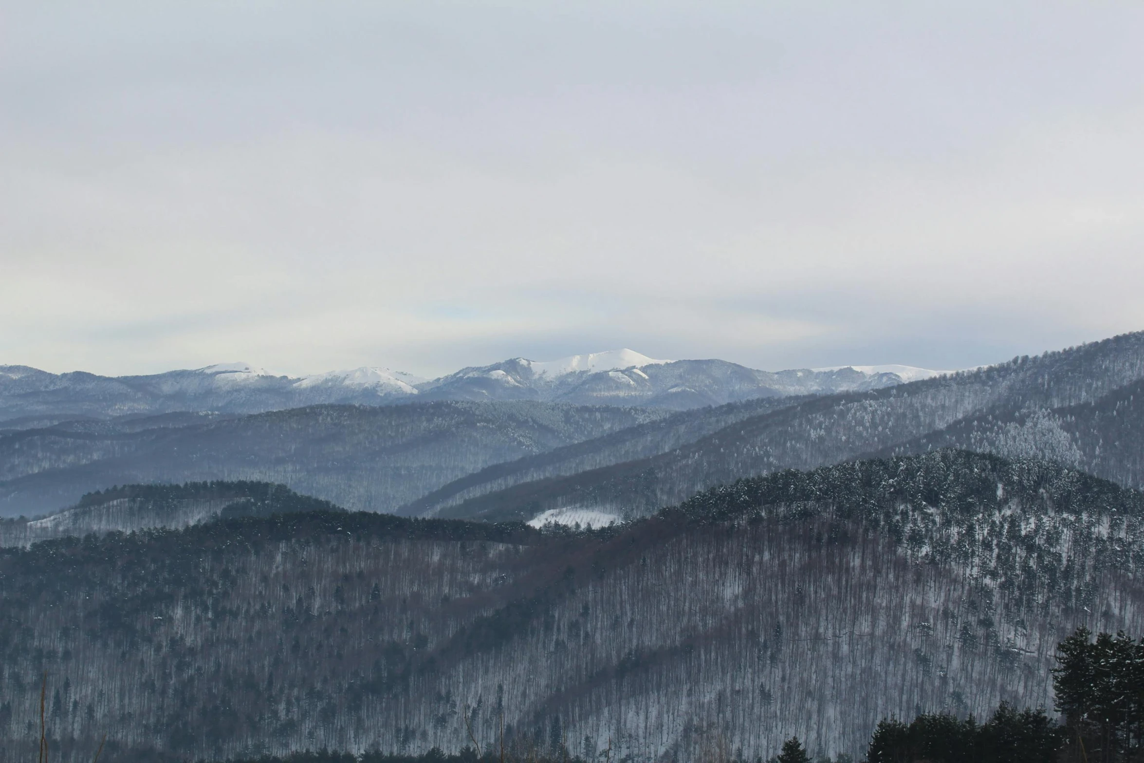 mountains covered with snow and with sp trees