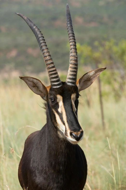 an animal with long, curled horns stands in a field