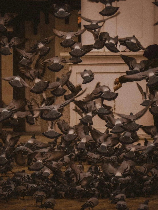 flock of grey birds taking flight from a building