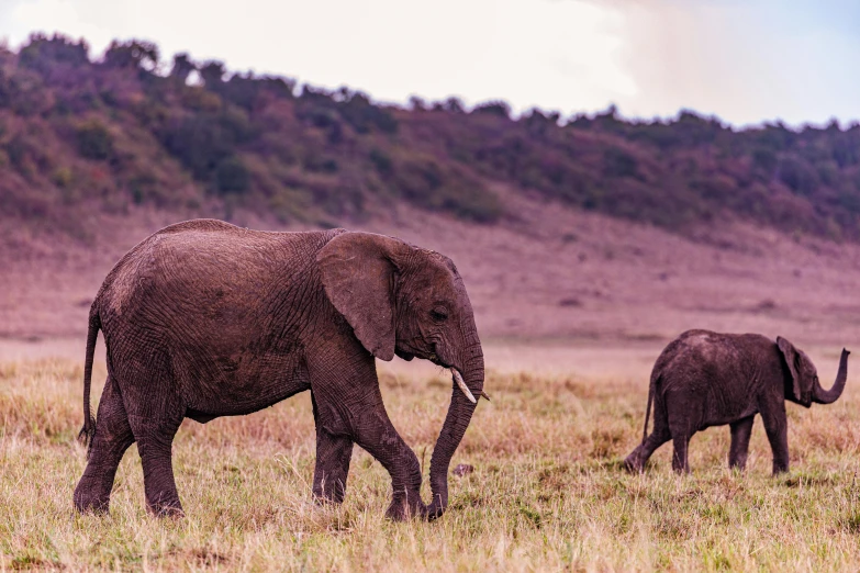 two elephants walking through a grass land in front of some mountains