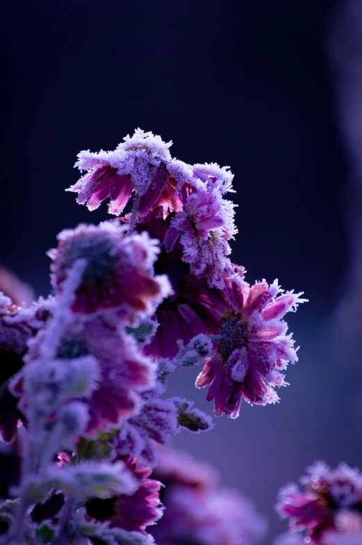 the flowers are covered with ice and snow