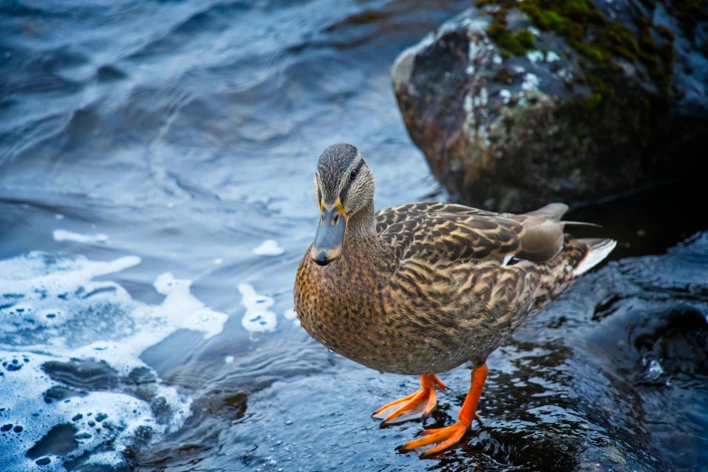 two ducks standing next to a body of water