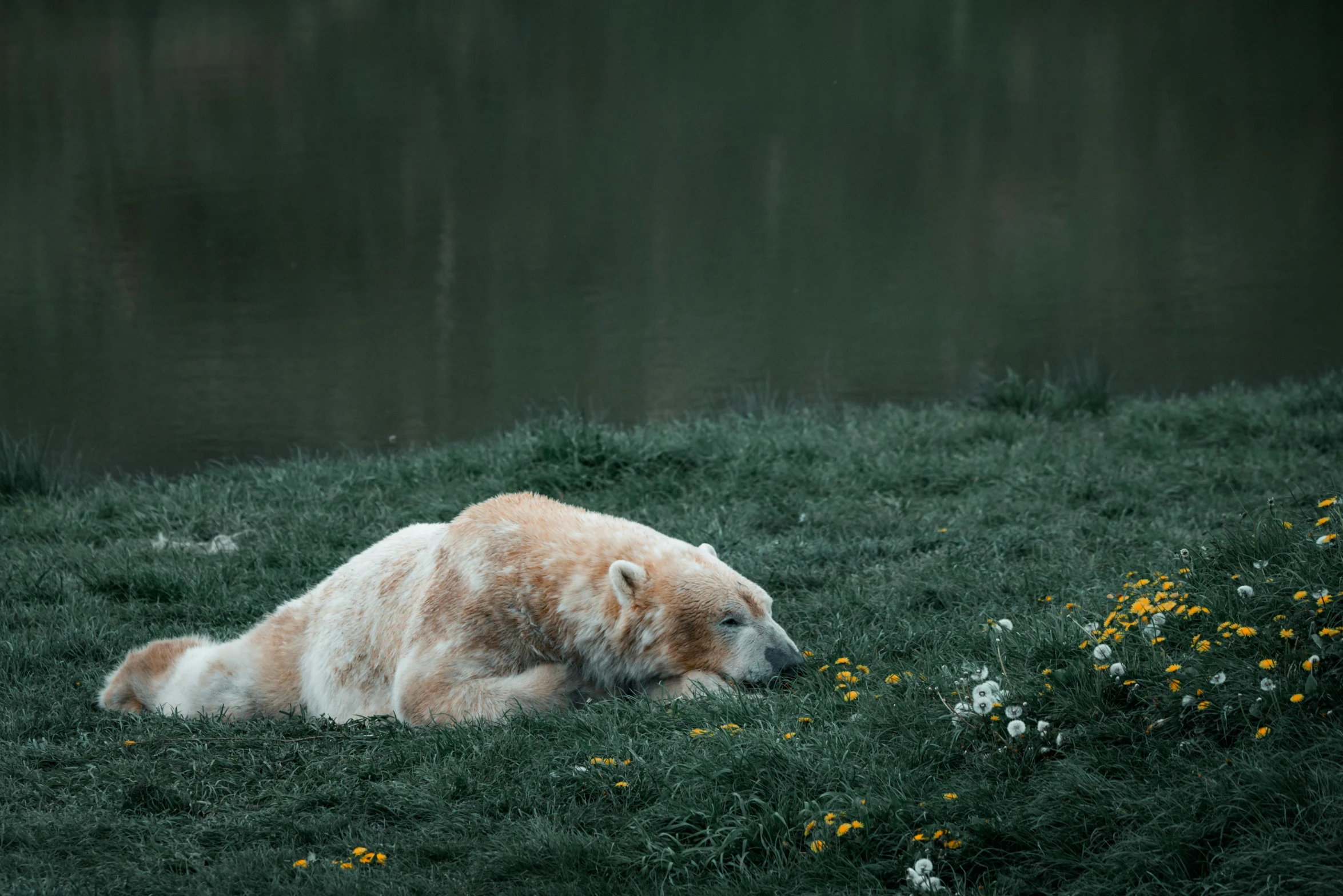 an animal that is laying down in some grass