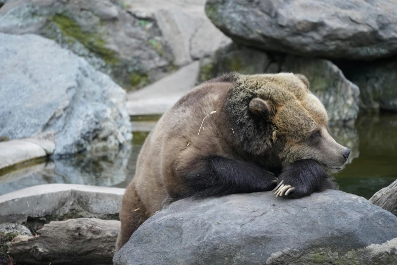 a brown bear sitting on top of some rocks