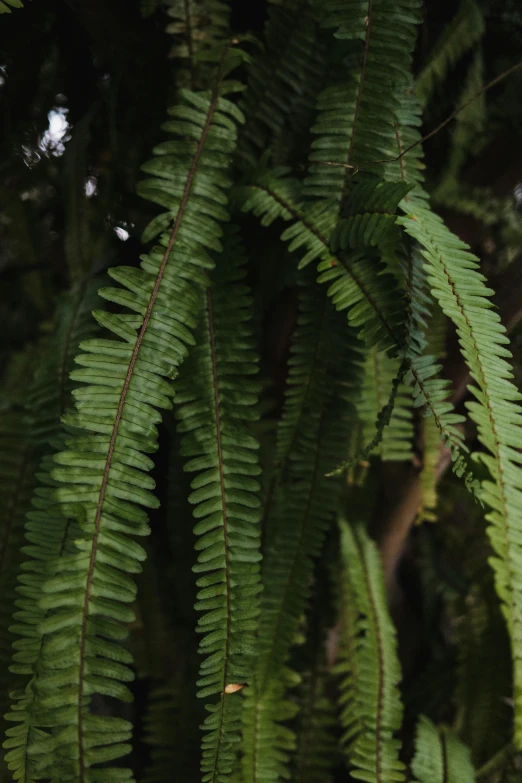 a fern tree close up with green leaves