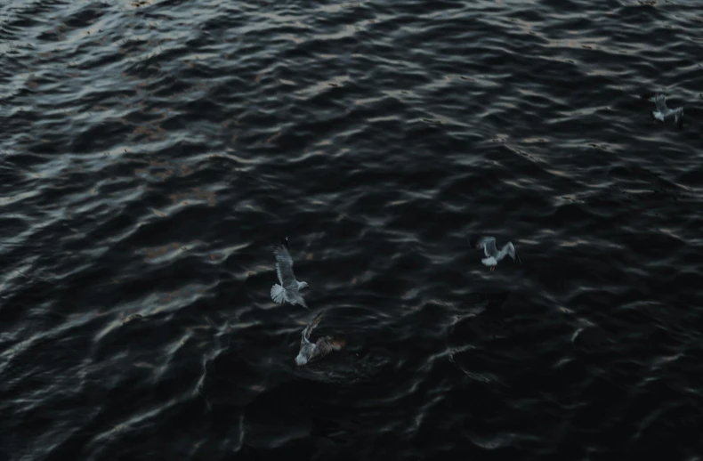 an aerial view of a bird flying over the water