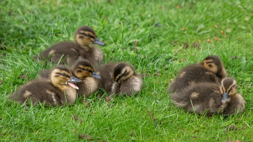 two ducklings sitting next to each other in the grass