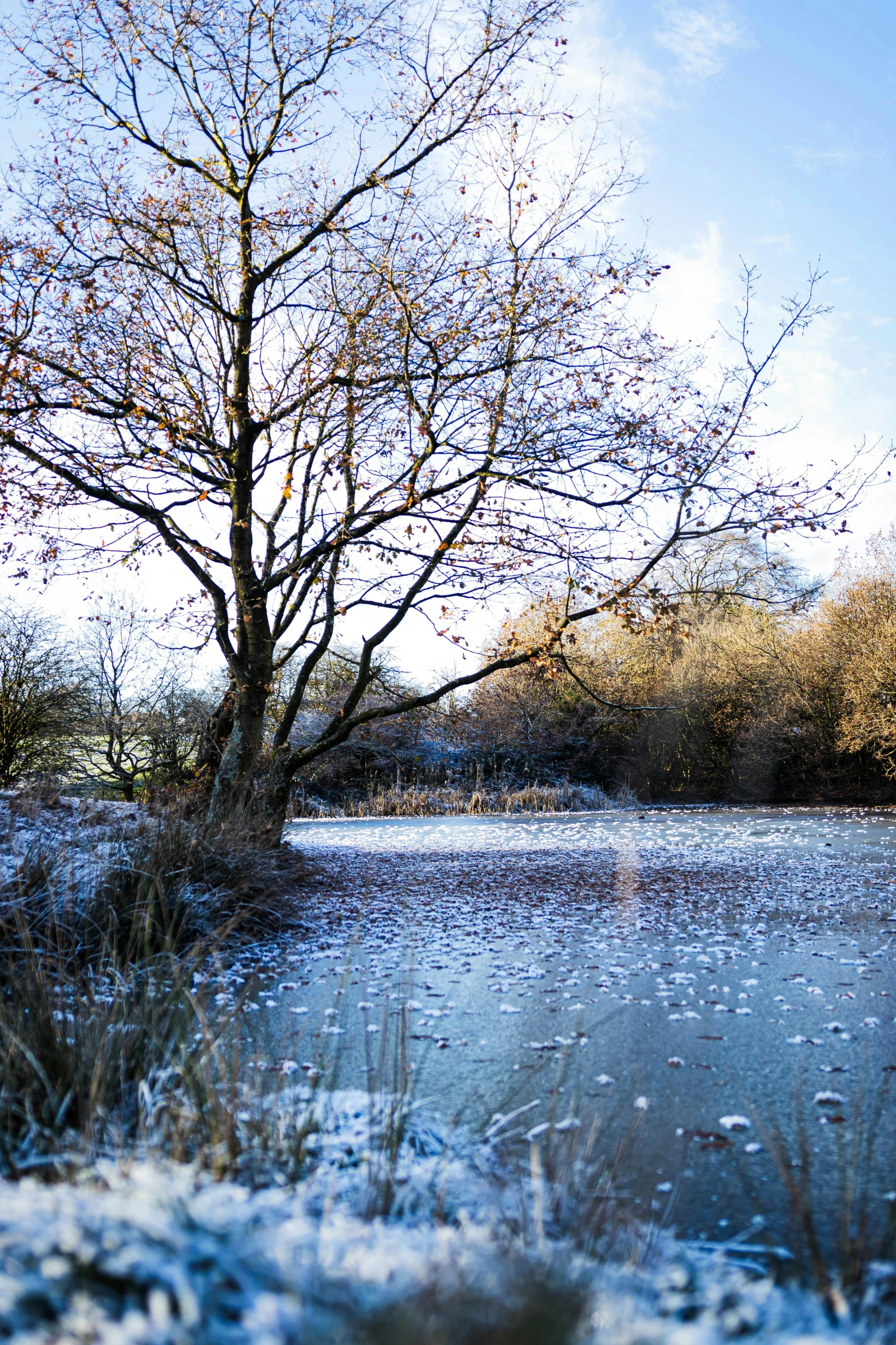 a bare tree stands in the middle of a frozen lake