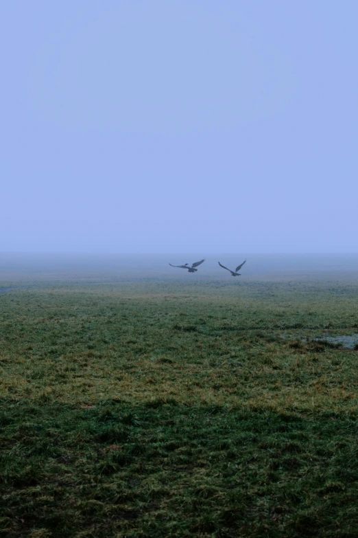 two birds flying over a large grassy field