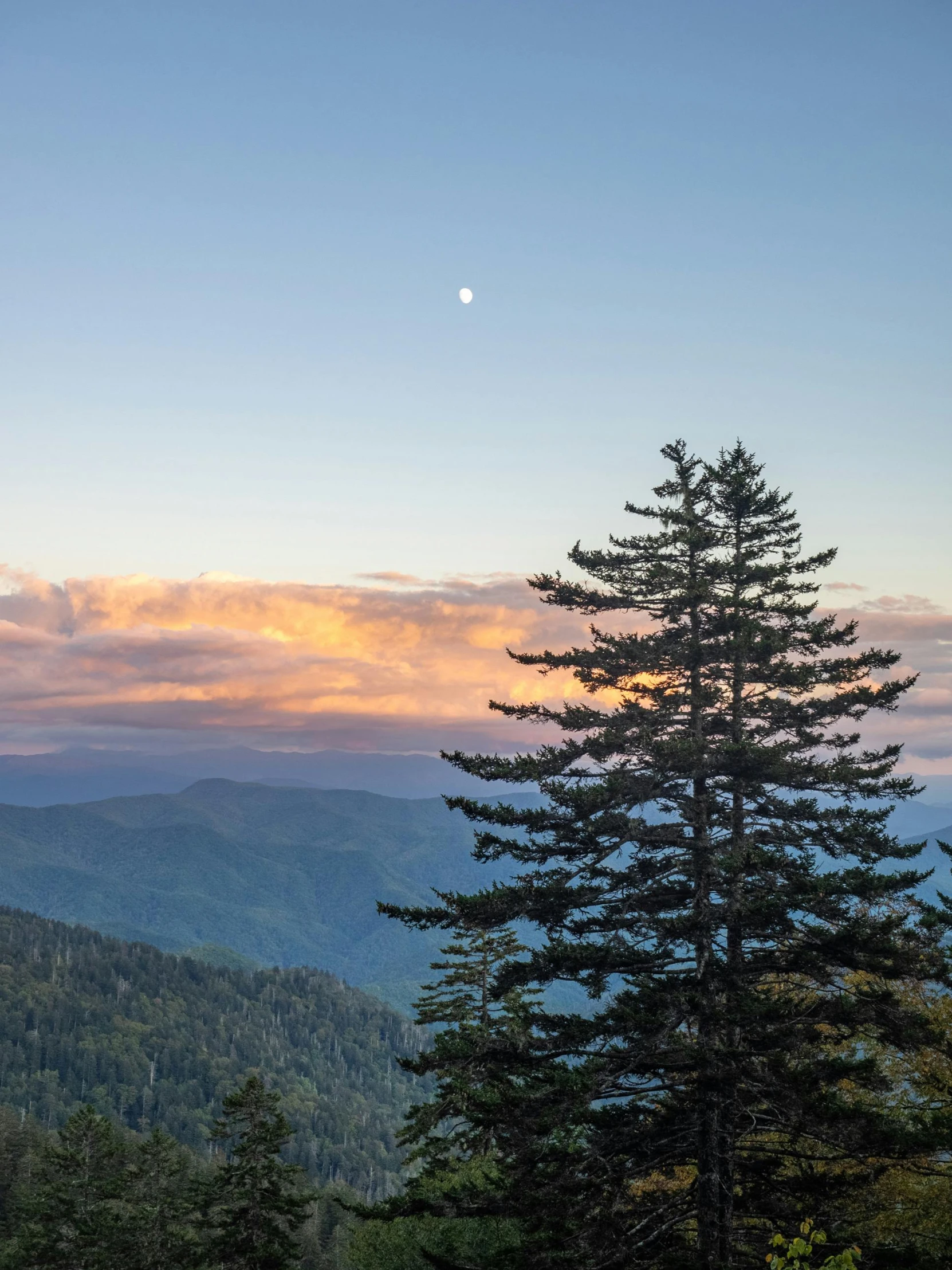 a lone pine tree stands at the top of the mountain