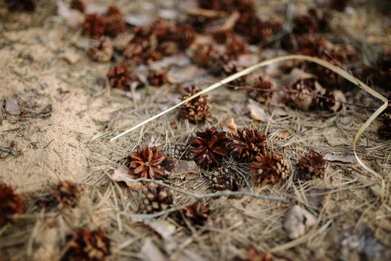 this is a s of pine cones on the ground