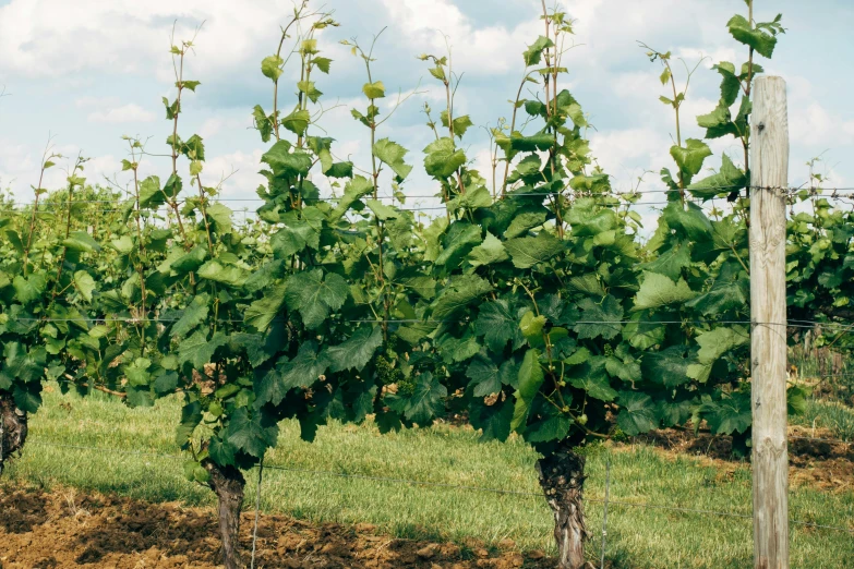 the vines on the vines are very green