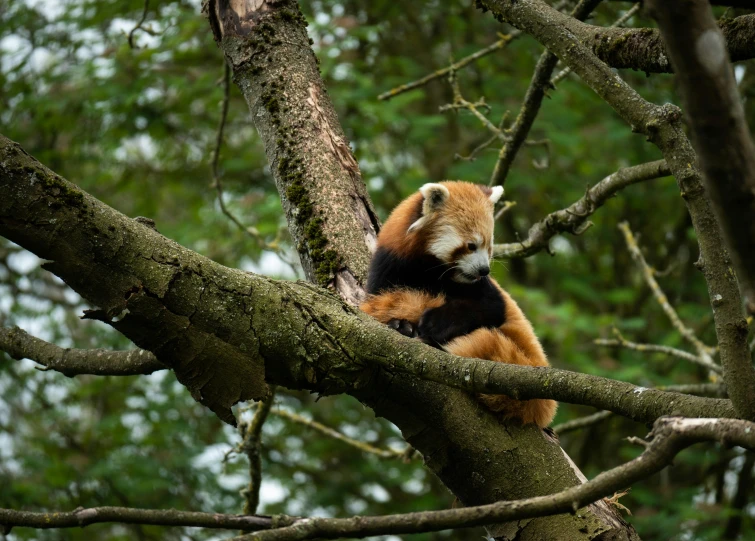 an animal hanging onto a tree nch in the forest