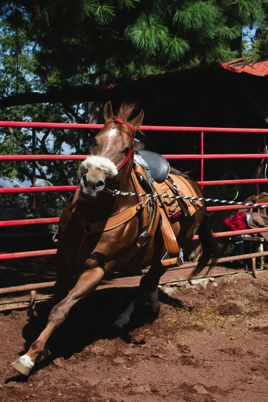 a horse being bucked in the front gate