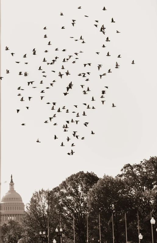 large group of birds flying in the sky with trees and a building behind it