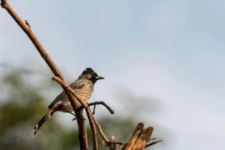 the bird is perched on the tree limb