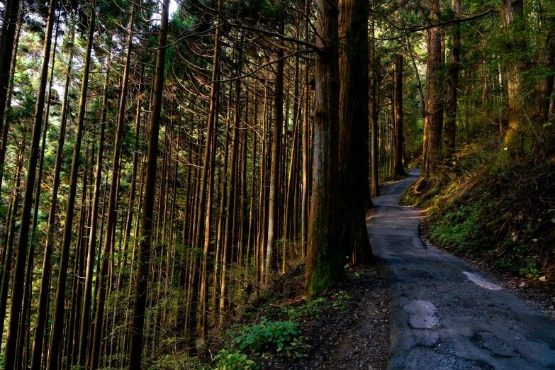 a path is between trees in the forest