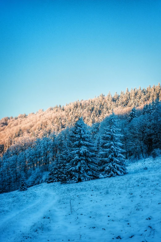 the view is full of snow and trees at the base of a hill