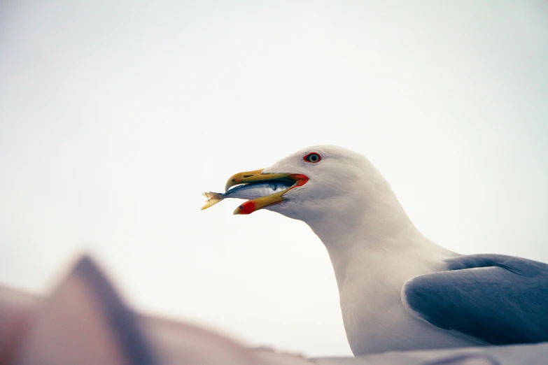 a bird with a fish in it's mouth