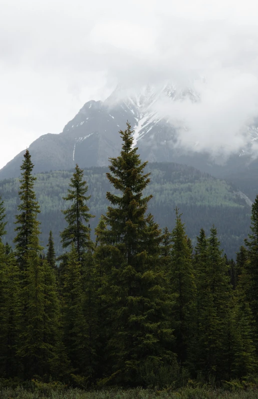 a lush green forest filled with tall pine trees