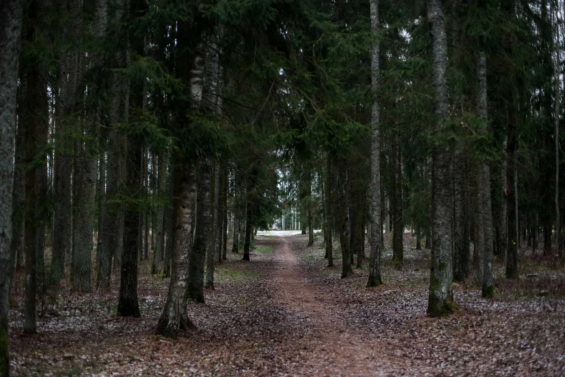 a path surrounded by forest filled with lots of trees