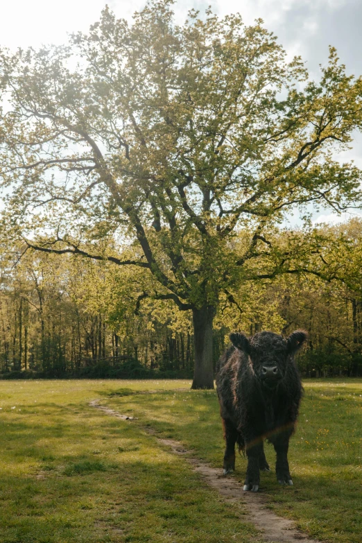 a large black cow standing in the middle of a grassy field