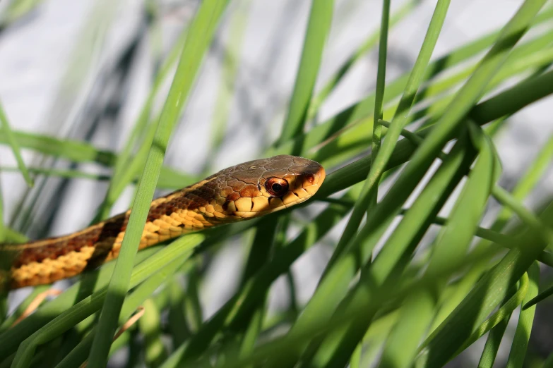 a snake is sitting in the grass on the stem