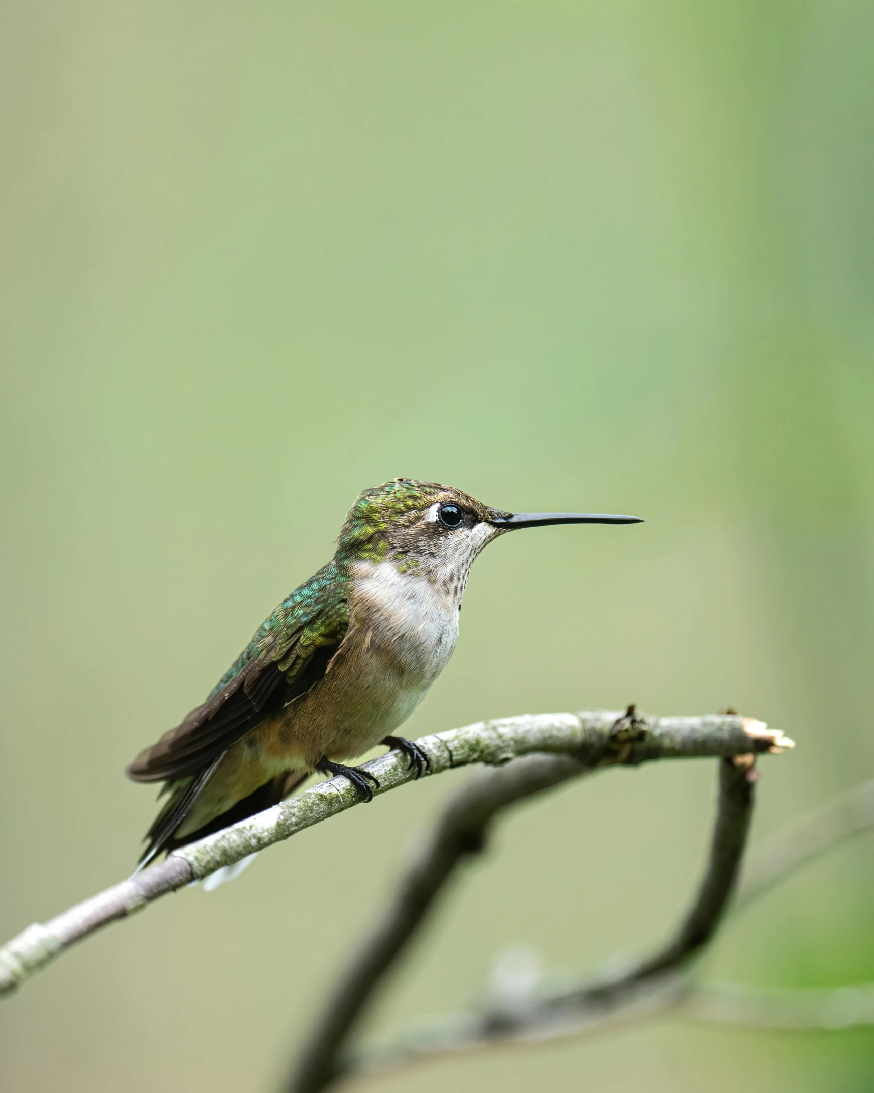 a hummingbird sitting on a nch with long wings