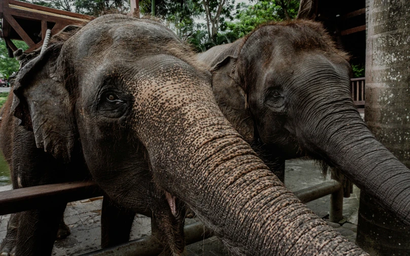 two elephants stand next to each other, near the rails