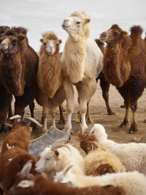 some baby camels are standing together in a group