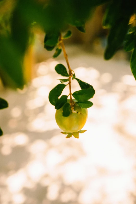 a fruit hanging on a nch with leaves