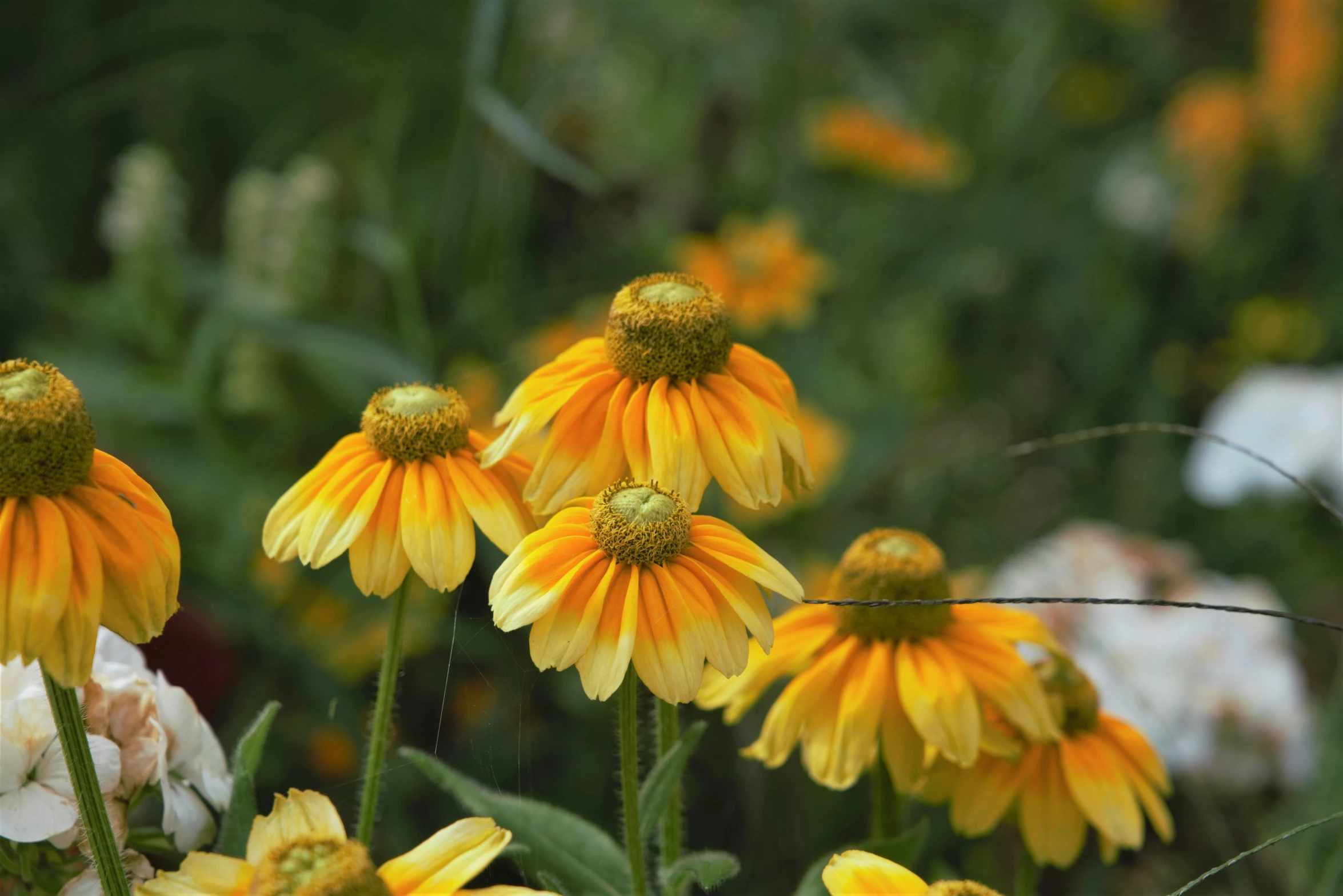 yellow and white flowers with green stems and leaves