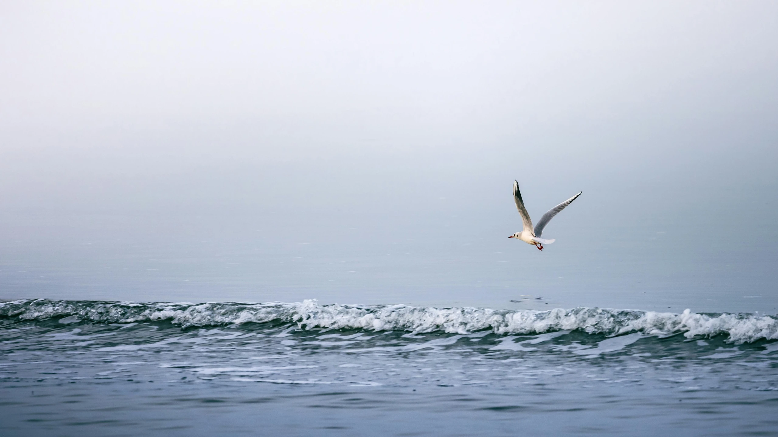 an ocean scene with a seagull flying high up above the waves