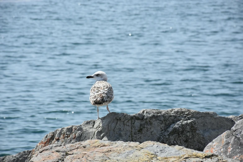 a small white bird sitting on top of some rocks