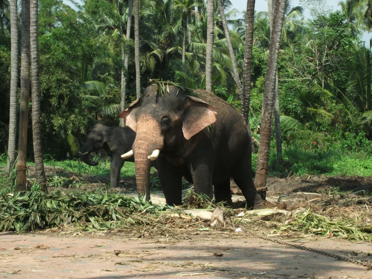 two elephants standing side by side in the jungle