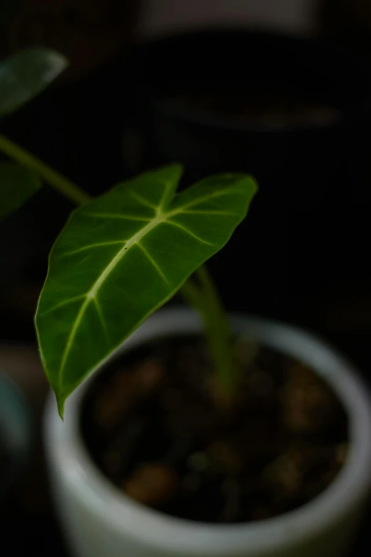 a plant with a few green leaves in a white pot