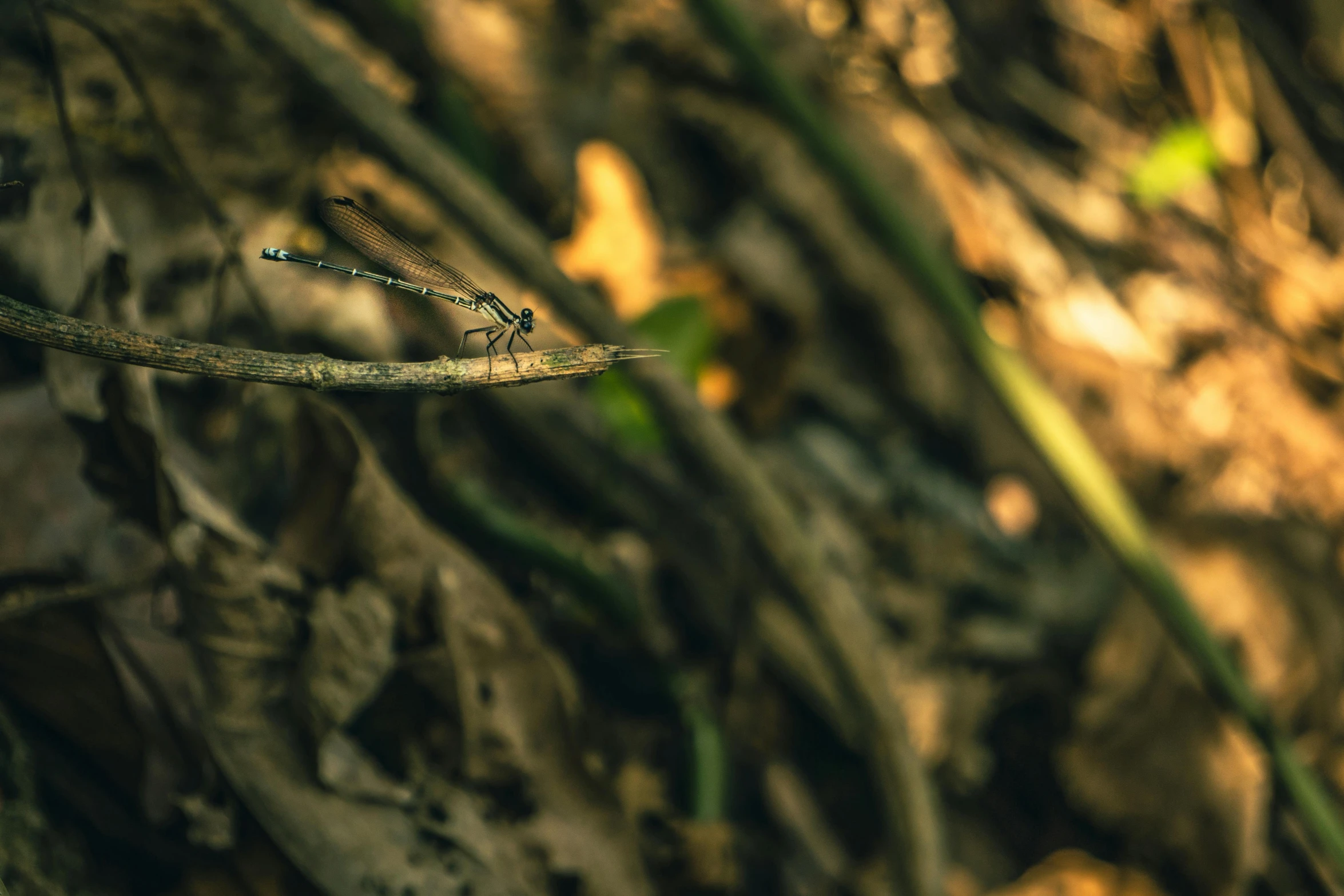 a small dragonfly sitting on a nch in the woods