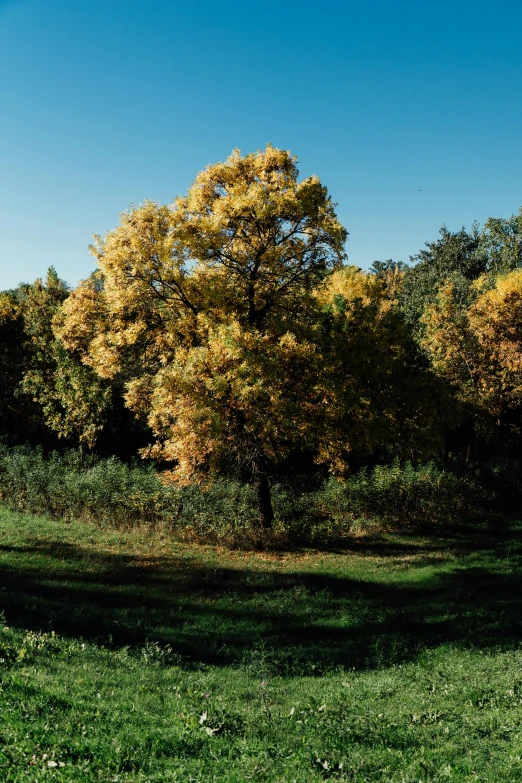 a green field that has some trees in it