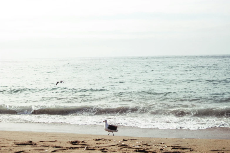 a person and two birds walking along the shore of the ocean