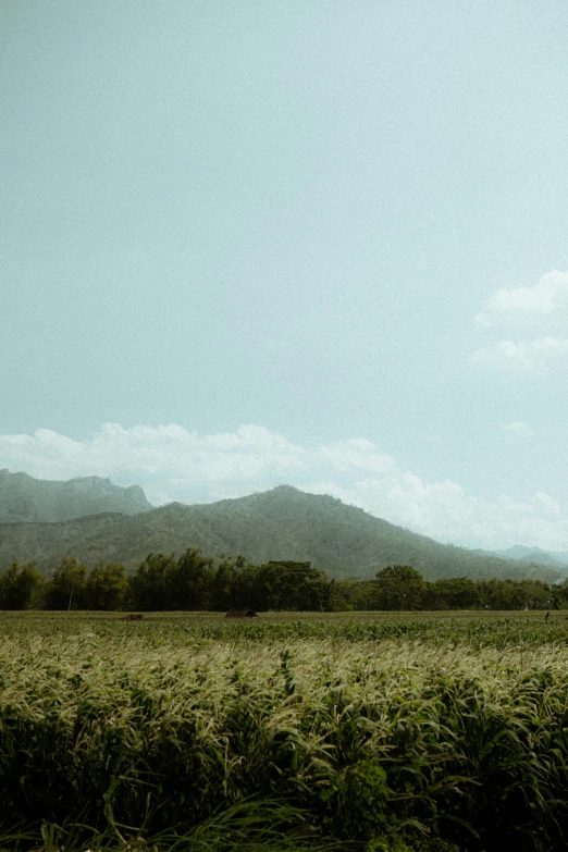 an image of a scenic view with a bird flying over it