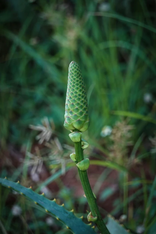 an unusual plant in a grassy field
